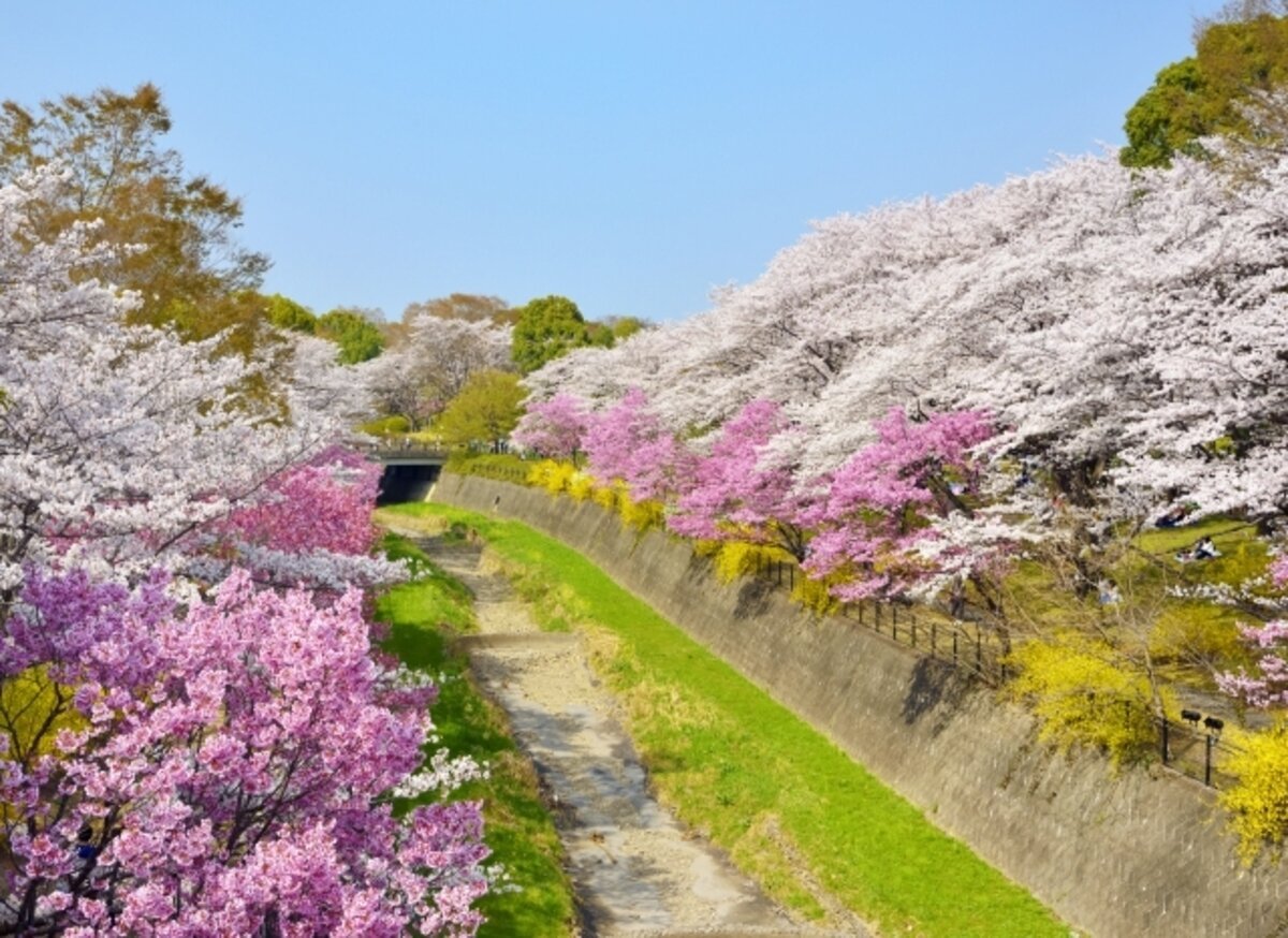 🌳 쇼와의 숲(쇼와노모리) 이미지 10